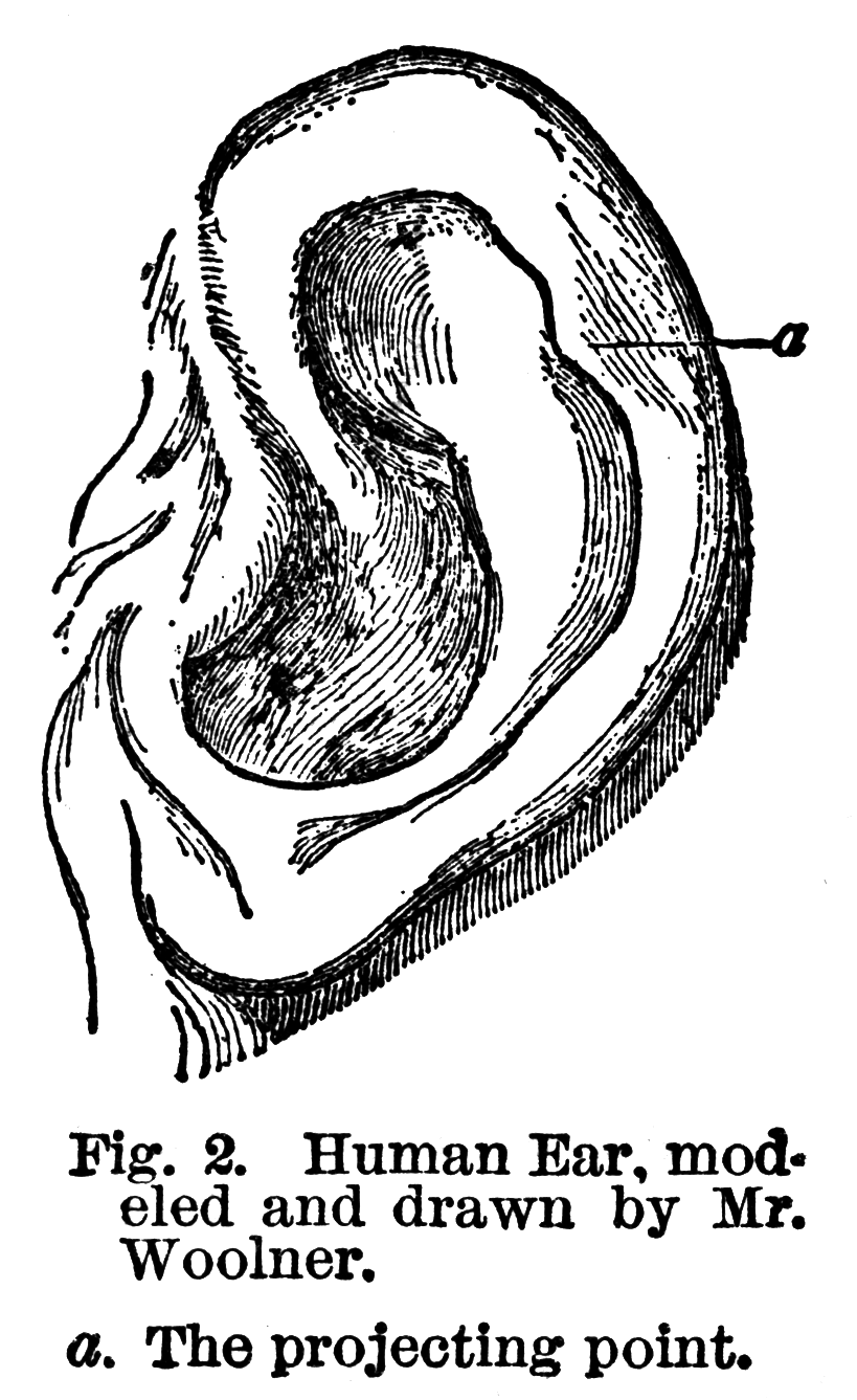 human ear